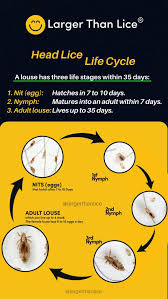 Image result for lice life cycle