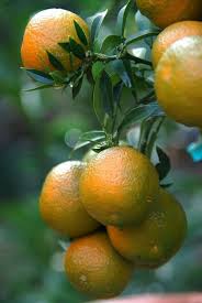 Epingle Par Dyni Sur Fruits Vegetables En 2020 Fruits Exotiques Photographie De Fruit Fruits Et Legumes