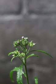 Image result for Cynoglossum lanceolatum