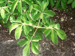 Image result for Vitex payos