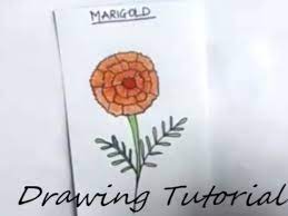 Draw several lengthwise lines in the bud. How To Draw And Color A Marigold Flower Easy Steps Youtube