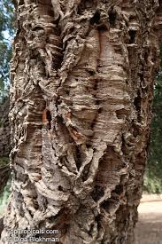 Image result for Quercus suber