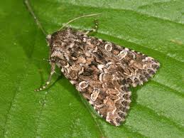 Image result for Hadena perplexa