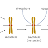 A diploid cell replicates or reproduces through mitosis. 1