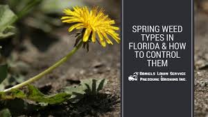 To reduce lawn weed problems, mow the grass at the proper height. Spring Weed Control Tips For Florida Yards Landscapes