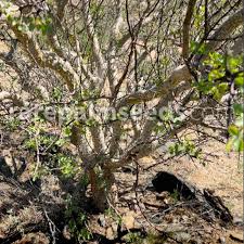 Image result for Commiphora angolensis