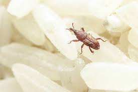 Although a bedroom is a spot to rest, we can still find some unwanted existence like cockroaches and weevils. How To Get Rid Of Weevils Bob Vila
