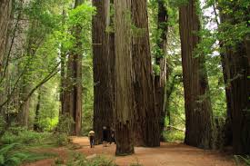 Maybe you would like to learn more about one of these? Jedediah Smith Redwoods State Park Wikipedia