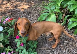 If you are unable to find your dachshund puppy in our puppy for sale or dog for sale sections, please consider looking thru thousands of dachshund dogs for adoption. Dachshund Puppies North Georgia The Y Guide