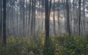 Where is cagle recreation area in new waverly texas? Explore The Sam Houston National Forest Recreation And Wildlife