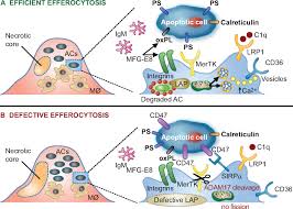 I (ask) her where she (go) and she (say), 'london', but i don't think she (speak) the 36 i (come) in very late last night and unfortunately the dog (wake) up and (start) to bark. Low Density Lipoproteins Cause Atherosclerotic Cardiovascular Disease Pathophysiological Genetic And Therapeutic Insights A Consensus Statement From The European Atherosclerosis Society Consensus Panel Abstract Europe Pmc