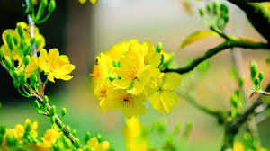 Image result for hoa xuan images