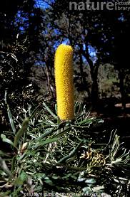 Image result for Banksia attenuata