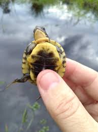 How To Identify Turtles