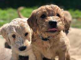 Our australian labradoodle puppies are from parents that have been extensively tested for superior temperament, health and wellness. Labradoodles Of Northern California Facebook