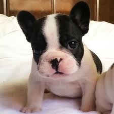 Fransiz Bulldog Yavrusu 0535 030 70 70 French Frenchbulldog Fransizbulldog Bulldog Kopek Bulldog Fransiz Bulldog Kopek