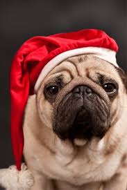 Pug Christmas Card Dogsofpinterest Pugs Pugs Funny Pugs And Kisses