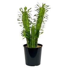 Image result for Euphorbia rubriflora