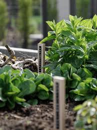 Garten Ein Krauterbeet Gleich Vor Der Kuchentur Mxliving Krauterbeet Barlauch Anpflanzen Garten