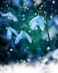 Nature Photography Snowdrops White Spring Snow Wild Etsy In 2021 Nature Photography Fine Art Photography Print Spring Nature
