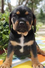 Black And Tan Pug Black And Tan Puggle Puppy Photos Puppies Baby Pugs Puggle