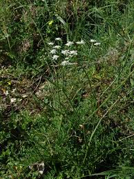 Image result for Oenanthe mildbraedii