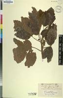 Image result for Allophylus abyssinicus