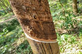 Image result for Hevea brasiliensis