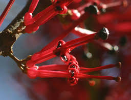 Image result for Globimetula mweroensis