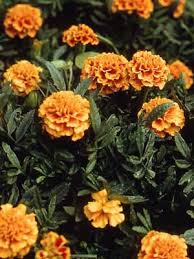 We did not find results for: Marigold Grow Guide