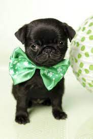 Cute Black Pug Puppy Cute Pugs Baby Pugs Pugs