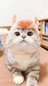 This 120 Photos Proves That Cats Are The Earth Cutest Animals Cute Cat Wallpaper Cute Cats Cute Cat Memes