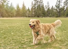 A thoughtful and gentle Golden Retriever