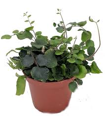 Image result for Pellaea