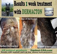 Dermacton My Cyber Is A 12 Year Old Husky Pitbull Mix He Was Getting Itchy And Showing Loss Of Hair On His Bac Dog Skin Problem Hair Loss Treatment Pet Meds
