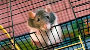 Ces Aliments Dangereux Et Toxiques Interdits Pour Votre Rat