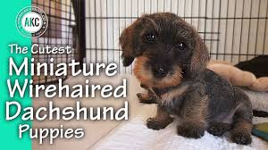Dachshund rescue of north america, inc. The Cutest Miniature Wirehaired Dachshund Puppies Youtube
