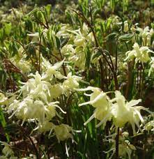 Lines for cars to pass through tolls can get incredibly long, making f. E Koreanum Garden Vision Epimediums