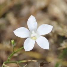 Native to western australia name status: Wahlenbergia Stricta Subsp Stricta Sightings Canberra Southern Tablelands Nsw