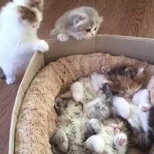 Pin By Melez On Happier Video In 2020 Cute Cat Gif Animals Cute Cats