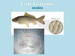 The atlas is designated to help the veterinary students understand the practical sessions of fish anatomy while studying the fish diseases course. Fish Anatomy Body Shape Laterally Compressed Ppt Download