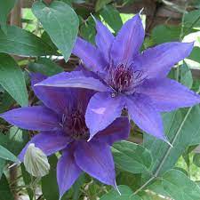 Enjoy the velvety purple blooms of happy jack® purple clematis from june to frost! Edda Clematis Plants For Sale Free Shipping
