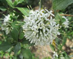 Image result for Pavetta edentula