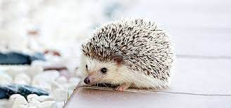 لطيف القنفذ خلفية hedgehog pet hedgehog animal baby hedgehog