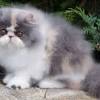 Harga ras kucing persia flatnose cukup menguras isi kantong karena bisa mencapai rp 11 juta pada usia minimal 6 bulan. 1