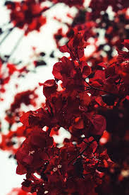 Photo By Luis Paico Flower Phone Wallpaper Beautiful Flowers Wallpapers Flower Wallpaper