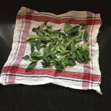 Salam koja, daun kari, temurui inggris: Karuvepillai Podi Cara Membuat Bubuk Daun Kari Segar Ideas Dan Trik Menyimpan Daun Kari Resep Sehat Buat Kue