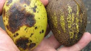 Why Your Mango Tree Can Ail West Hawaii Today