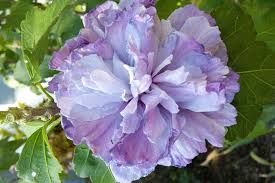 Whilst we understand some property owners may prefer this information be kept confidential, we are licensed to display this information from various third parties. 12 Rose Of Sharon Varieties For Your Landscape