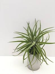 Image result for Bonamia velutina